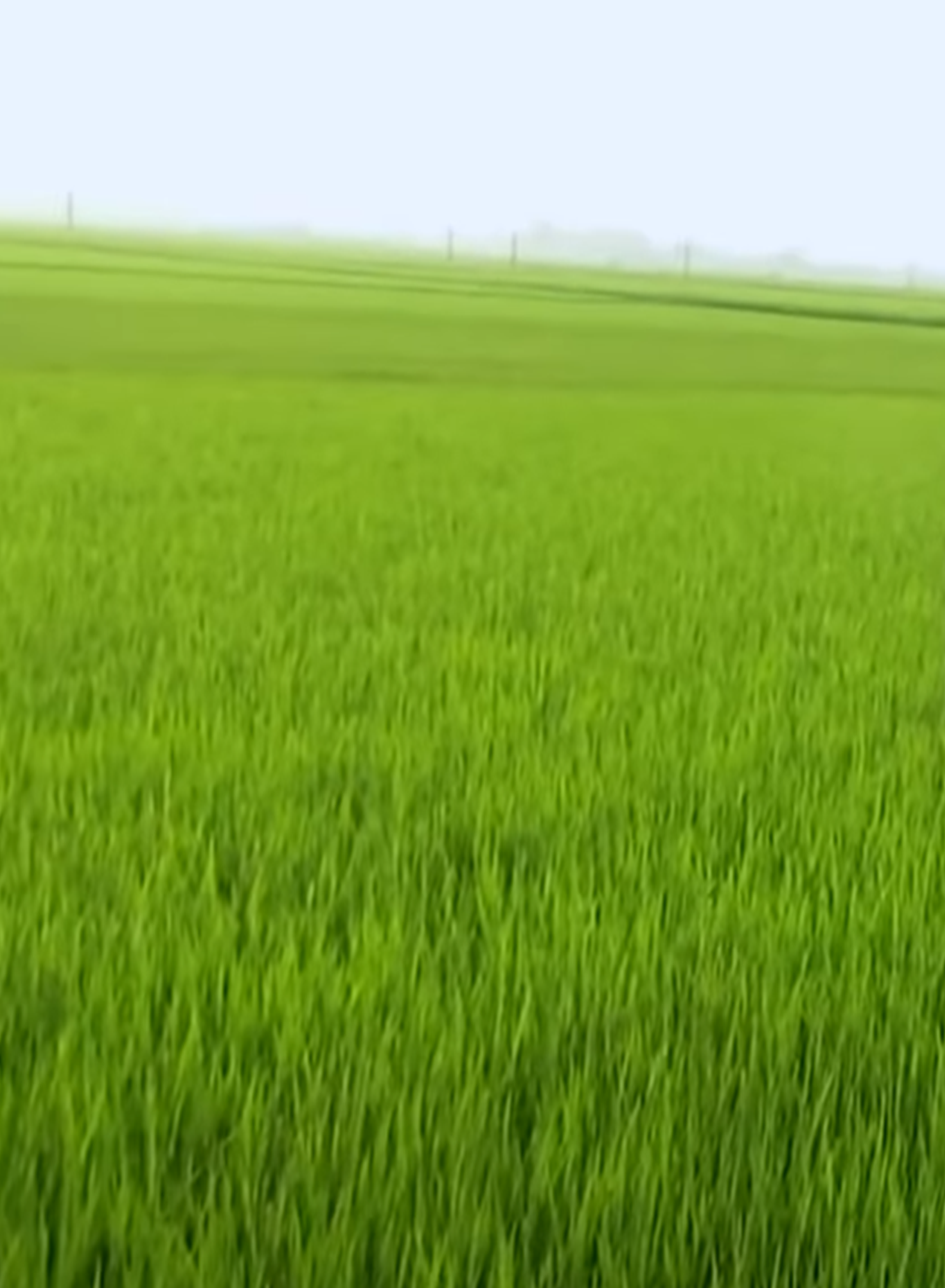Grass
